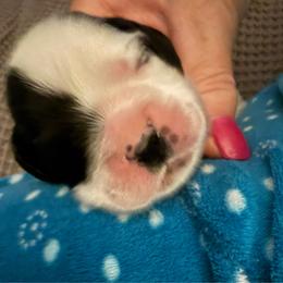 Green collar boy - Black and white male Cocker Spaniel puppy in Boca Raton, Florida from Gold-Coast Cockers