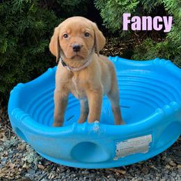 Fancy - Yellow female Labrador Retriever puppy in Tigard, Oregon from Morrison Labrador Retreivers