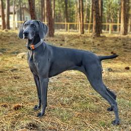 Millie - Weimaraner
