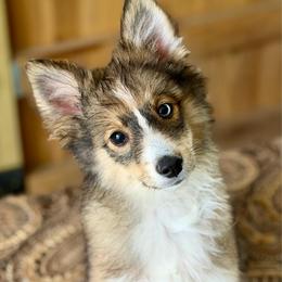 Tiny Joey - Wolf sable male Pomsky puppy in Magnolia, Texas from Solace Shelties and Pomskies