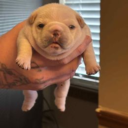 Dolly - Cream female French Bulldog puppy in Rayville, Missouri from Pelis French Bulldogs