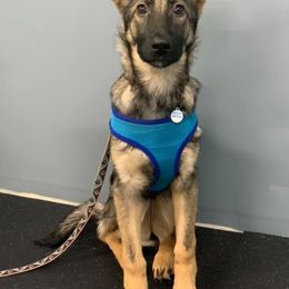 German Shepherd Puppies from Kryptonian & Kynthos German Shepherd Dogs