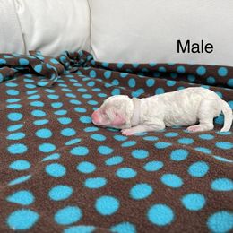 Double Doodle Puppies from Kirkham Doods