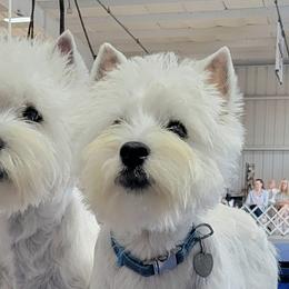 Japanese Chins and West Highland White Terriers from kennel ASTRAGUS