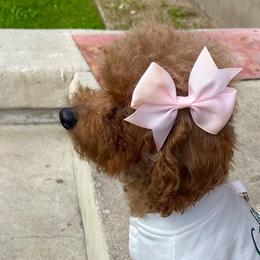 Goldendoodles from Denahills