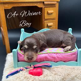 A plus Weiner - Chocolate and cream male Dachshund puppy in Montevallo, Alabama from Mallard's Miniature Dachshunds