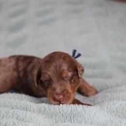Neville - male Golden Mountain Doodle puppy in Murray, Utah from Good Looking Dogs