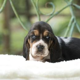 LisA - Black brown and white female Basset Hound puppy in Middle Ga 1.5 Hrs From Atlanta, Georgia from Mountain Ridge Basset Hounds