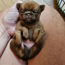 Gretel Gibson - Brown female Brussels Griffon puppy in Welch, Minnesota from Baringer Brussels