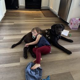 Cassie (Miley) - Chocolate Labrador Retriever puppy in Greensburg, Kentucky from Paws Farm Retrievers