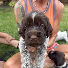 Birdie - Brown and gray female Wirehaired Pointing Griffon puppy in Fort Collins, Colorado from Gypsy Creek Griffons