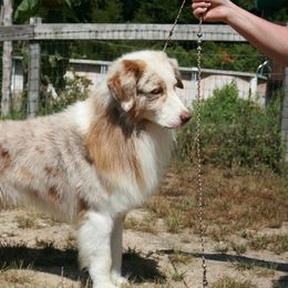 Australian Shepherd and Miniature American Shepherd All Grown Up from Hemlock Brook Farm and Kennels
