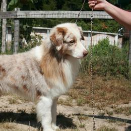 Australian Shepherd and Miniature American Shepherd All Grown Up from Hemlock Brook Farm and Kennels