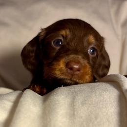 Pink Girl - Chocolate and tan female Dachshund puppy in Massies Mill, Virginia from Pigeon Hill Dachshunds