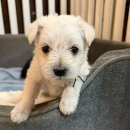 Navy collar - White male Miniature Schnauzer puppy in Hiddenite, North Carolina from Beyond Blessed Pawz