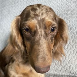 Rosie - Dachshund