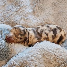 Lucky - Dapple male Dachshund puppy in Anderson, California from Plum Fields Dachshunds