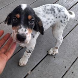 Handsome Hewey - Blue belton and tan (tri-color) male Llewellin Setter puppy in Eastpoint, Florida from Stoneforged Setters