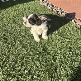 Matthew - Parti male Miniature Schnauzer puppy in Hemet, California from Feshia's Miniature Schnauzers