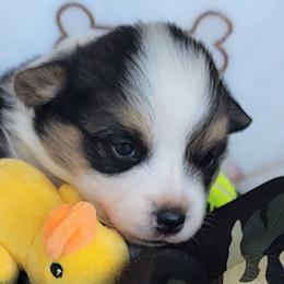 Camo bandana boy - Black and tan male Pembroke Welsh Corgi puppy in Cherokee, Oklahoma from MCS Farms-OK