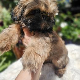 Rodger - Gold male Shih Tzu puppy in Tucson, Arizona from Dollface Shih Tzu
