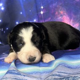 Eclipse - Black tri-color female Australian Shepherd puppy in Litchfield, New Hampshire from Aussies Edge Farm