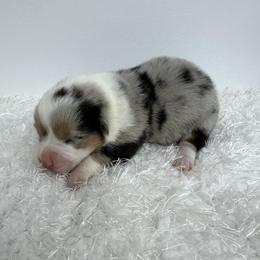 Girl 3 - female Pembroke Welsh Corgi puppy in Hillsville, Virginia from Bonderosa Kennels