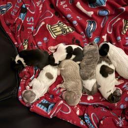 Chihuahua puppies from My Crzy Chihuahuas