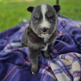 Winslow - Tri-color female Pomsky puppy in Mc Callsburg, Iowa from SZ Rolling Acres LLC