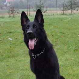 Olma - German Shepherd