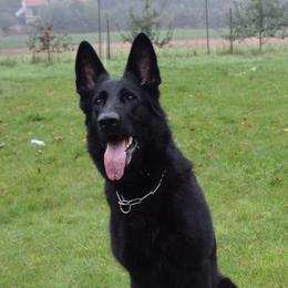 Olma - German Shepherd