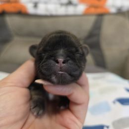 Ramza - Black gold and white male Shih Tzu puppy in Lancaster, Ohio from Wandering Tzu