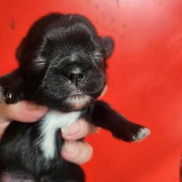Homer - Black and white male Shih Tzu puppy in Kettering, Ohio from LaDawn’s Little Lions
