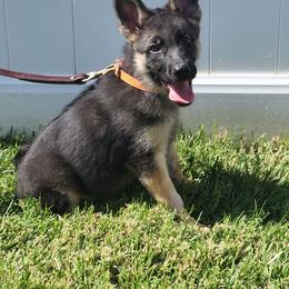 Yogi - Black and tan male German Shepherd puppy in Whitewater, California from Vom Haus Metzler Shepherds