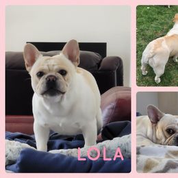Lola - French Bulldog