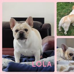 Lola - French Bulldog