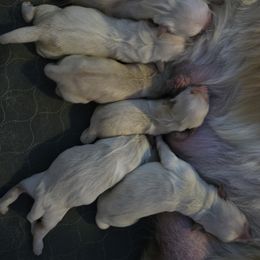 Golden Retriever Puppies from Sycamore Goldens