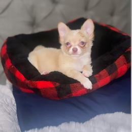 Chihuahua and Shih Tzu Puppies from Cuties 4 You