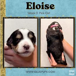 Eloise (Pink girl) - Tri-color female Bernedoodle puppy in Boiling Springs, South Carolina from OlliePups, LLC