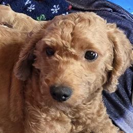 Nola - Goldendoodle