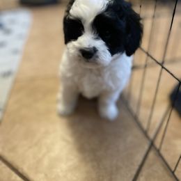 Goldendoodle and Springerdoodle Puppies from Springerdoodles Plus AZ