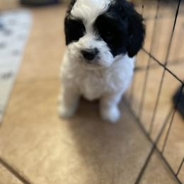 Goldendoodle and Springerdoodle Puppies from Springerdoodles Plus AZ