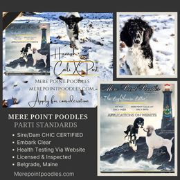 Hannah - Black Poodle puppy in Belgrade, Maine from Mere Point Poodles