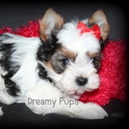 AKC Poinsettia - Black tan and white female Biewer Terrier puppy in Kennesaw, Georgia from Dreamy Pups
