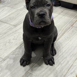 Cane Corso Puppies from KingWood Cane Corso