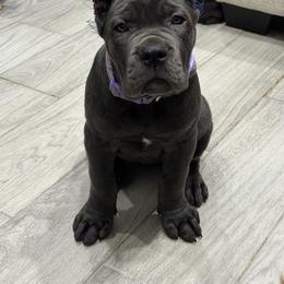 Cane Corso Puppies from KingWood Cane Corso