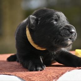Igan - Black male German Shepherd puppy in Nacogdoches, Texas from Vom Hausgladfel