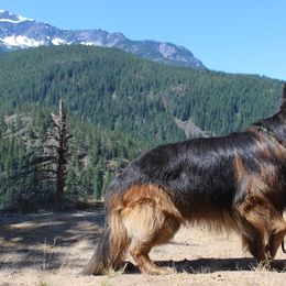 Nestor - German Shepherd