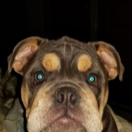 English Bulldog Puppies from Cuddabulz