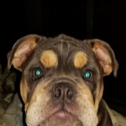 English Bulldog Puppies from Cuddabulz